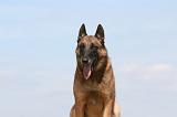 MALINOIS 949